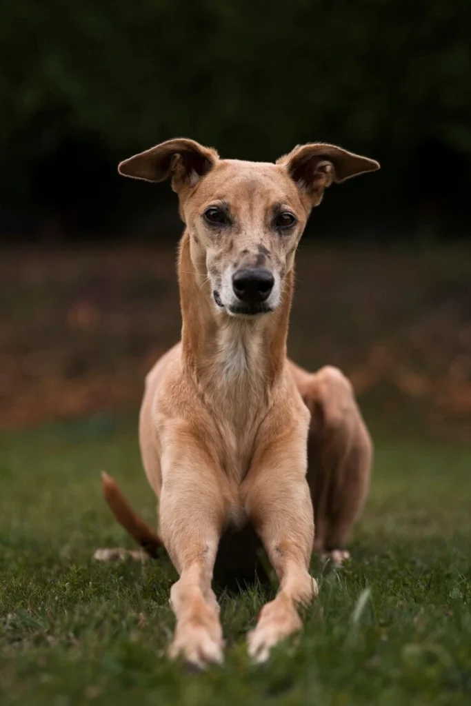 perro-en-la-naturaleza-jardin-eterno
